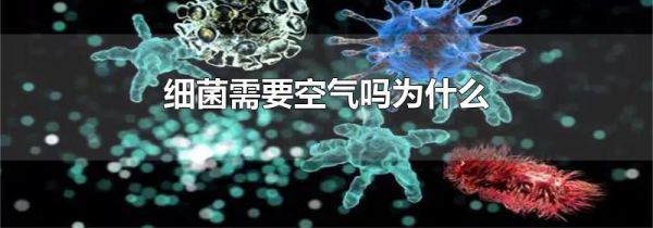 细菌需要空气吗为什么