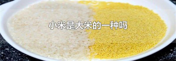 小米是大米的一种吗