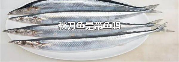 秋刀鱼是带鱼吗
