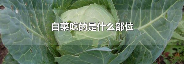 白菜吃的是什么部位