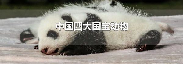 中国四大国宝动物