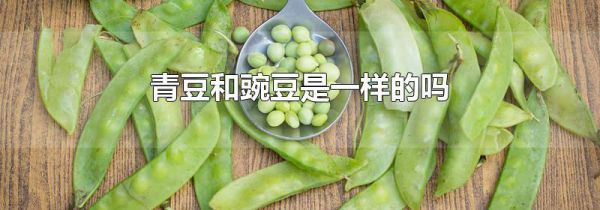 青豆和豌豆是一样的吗