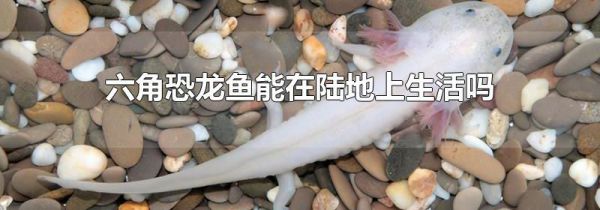 六角恐龙鱼能在陆地上生活吗