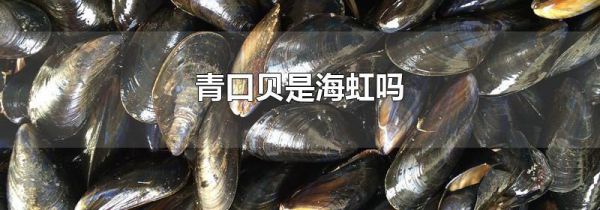 青口贝是海虹吗