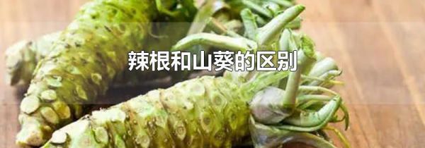 辣根和山葵的区别