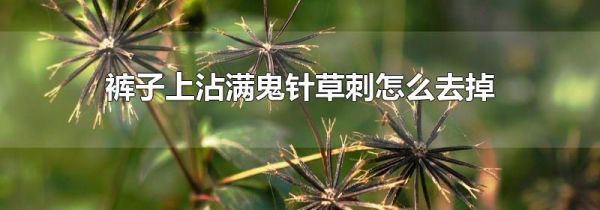 裤子上沾满鬼针草刺怎么去掉