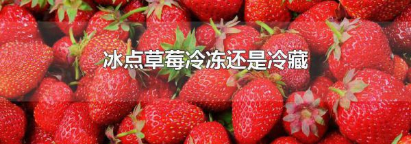 冰点草莓冷冻还是冷藏