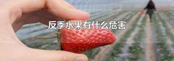 反季水果有什么危害
