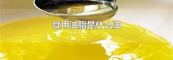 食用油脂是什么油