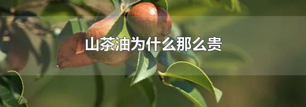 山茶油为什么那么贵