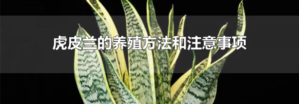 虎皮兰的养殖方法和注意事项