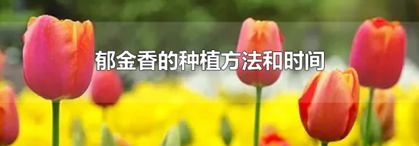 郁金香的种植方法和时间
