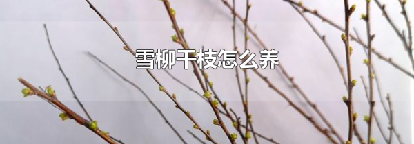 雪柳干枝怎么养