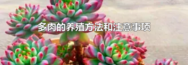 多肉的养殖方法和注意事项