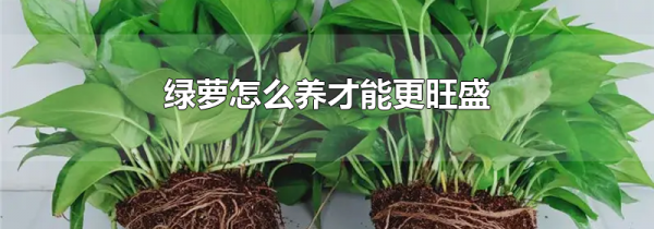 绿萝怎么养才能更旺盛