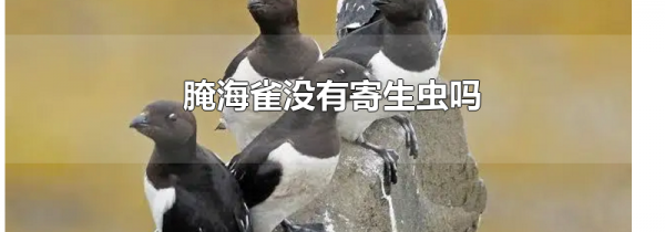 腌海雀没有寄生虫吗