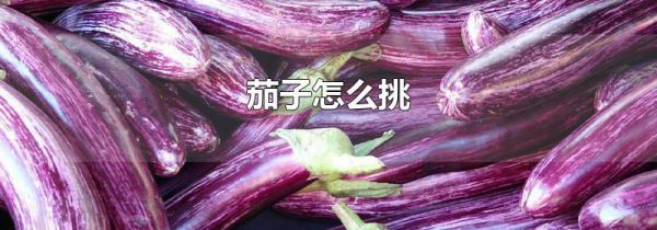 茄子怎么挑