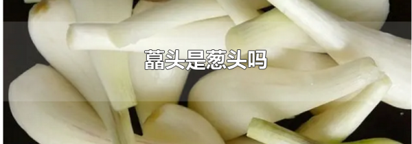 藠头是葱头吗