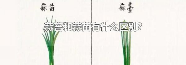 蒜苔和蒜苗有什么区别?
