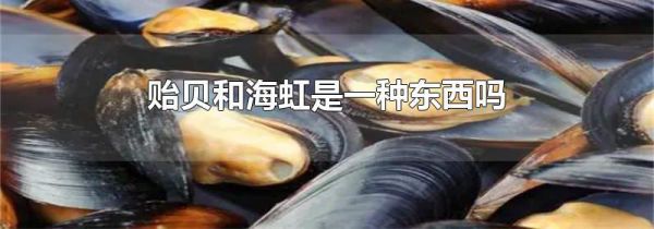 贻贝和海虹是一种东西吗
