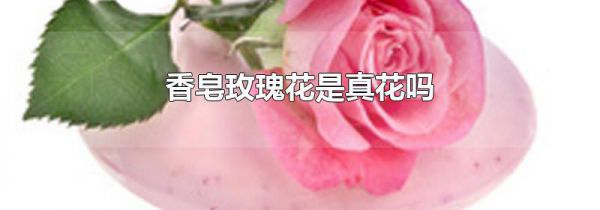 香皂玫瑰花是真花吗