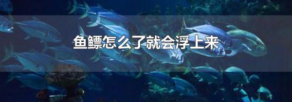 鱼鳔怎么了就会浮上来
