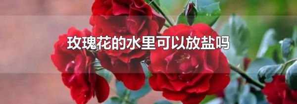 玫瑰花的水里可以放盐吗
