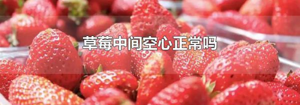 草莓中间空心正常吗