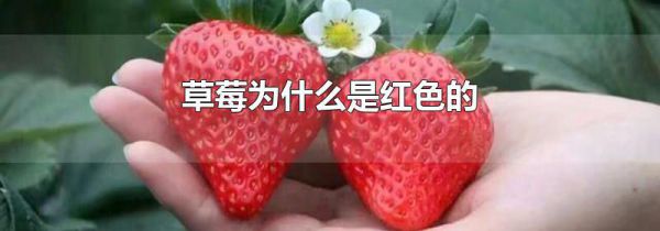 草莓为什么是红色的