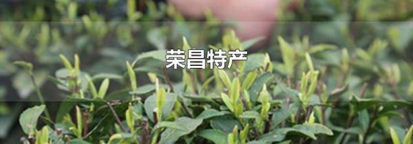 荣昌特产