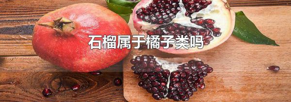 石榴属于橘子类吗