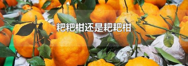 粑粑柑还是耙耙柑