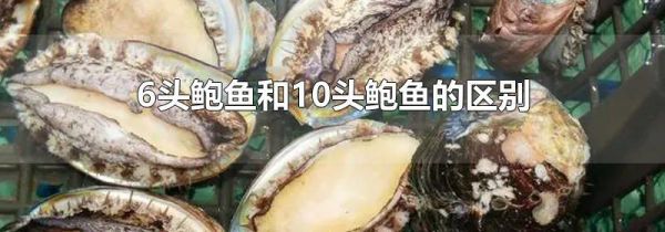 6头鲍鱼和10头鲍鱼的区别