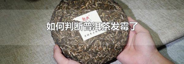如何判断普洱茶发霉了