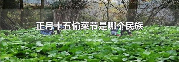 正月十五偷菜节是哪个民族