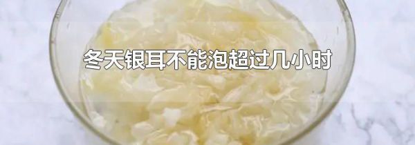 冬天银耳不能泡超过几小时
