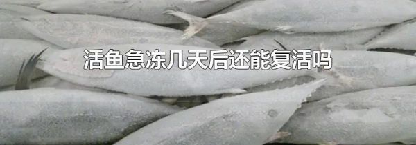 活鱼急冻几天后还能复活吗
