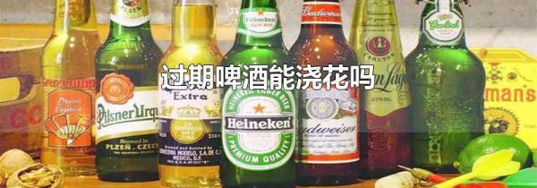 过期啤酒能浇花吗