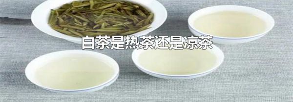 白茶是热茶还是凉茶