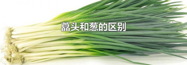 藠头和葱的区别
