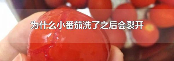 为什么小番茄洗了之后会裂开