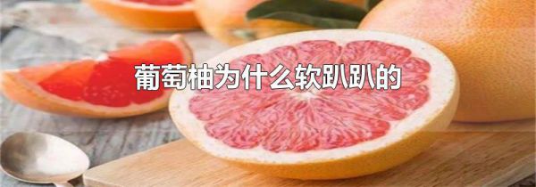 葡萄柚为什么软趴趴的