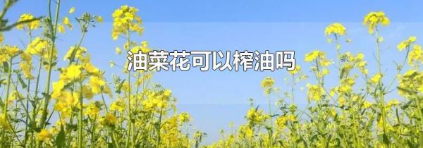 油菜花可以榨油吗