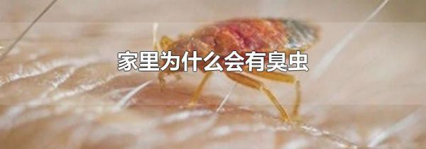 家里为什么会有臭虫
