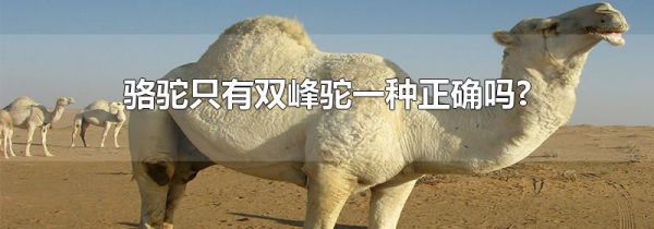 骆驼只有双峰驼一种正确吗?