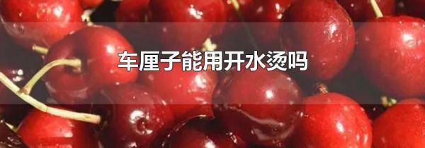 车厘子能用开水烫吗