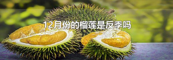 12月份的榴莲是反季吗