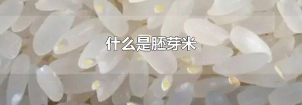 什么是胚芽米