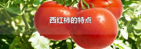 西红柿的特点