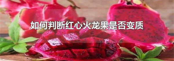 如何判断红心火龙果是否变质